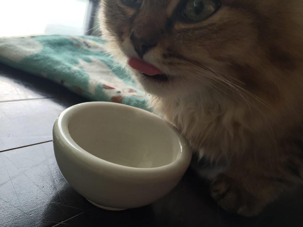 チンチラゴールデン子猫ミルクを飲む