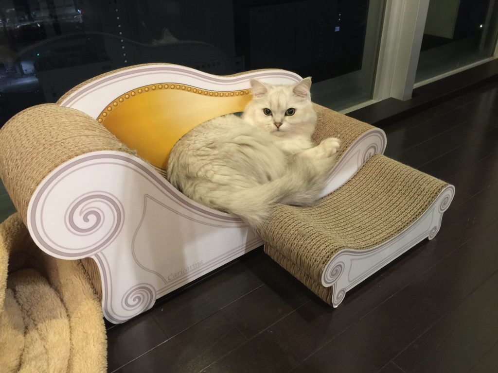 ペルシャ猫に似合う猫用ソファ