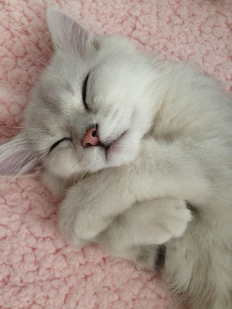 ペルシャ子猫の寝顔