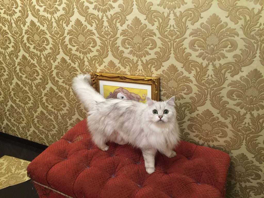 ペルシャ猫チンチラ