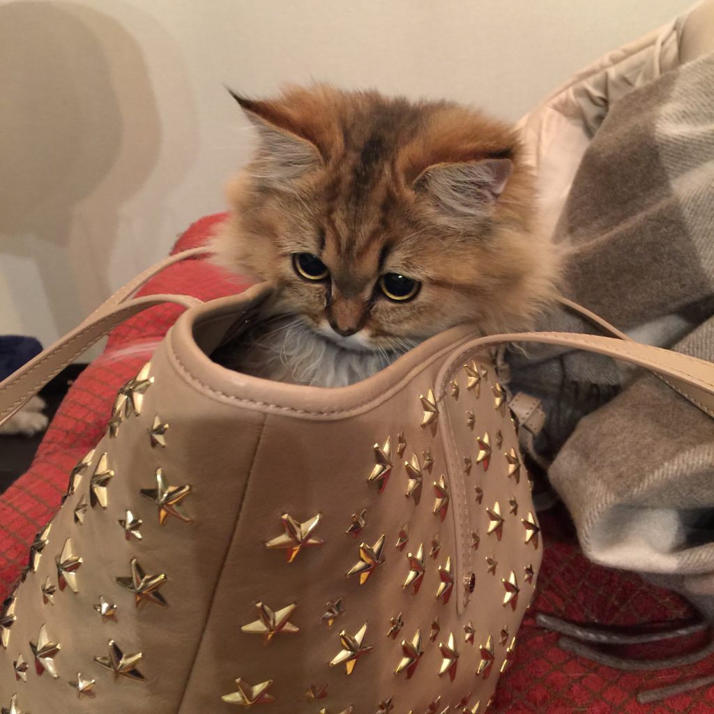 バッグに入ってあそぶチンチラゴールデン子猫