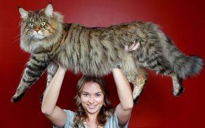 maine-coon-cats-2__605